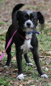 Maxima the Long Haired Chihauhau