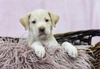 Finnegan