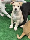 Finnegan