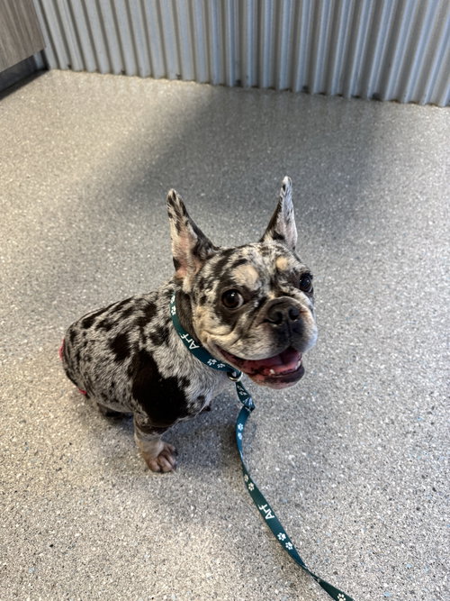 picture of the dog needing adoption