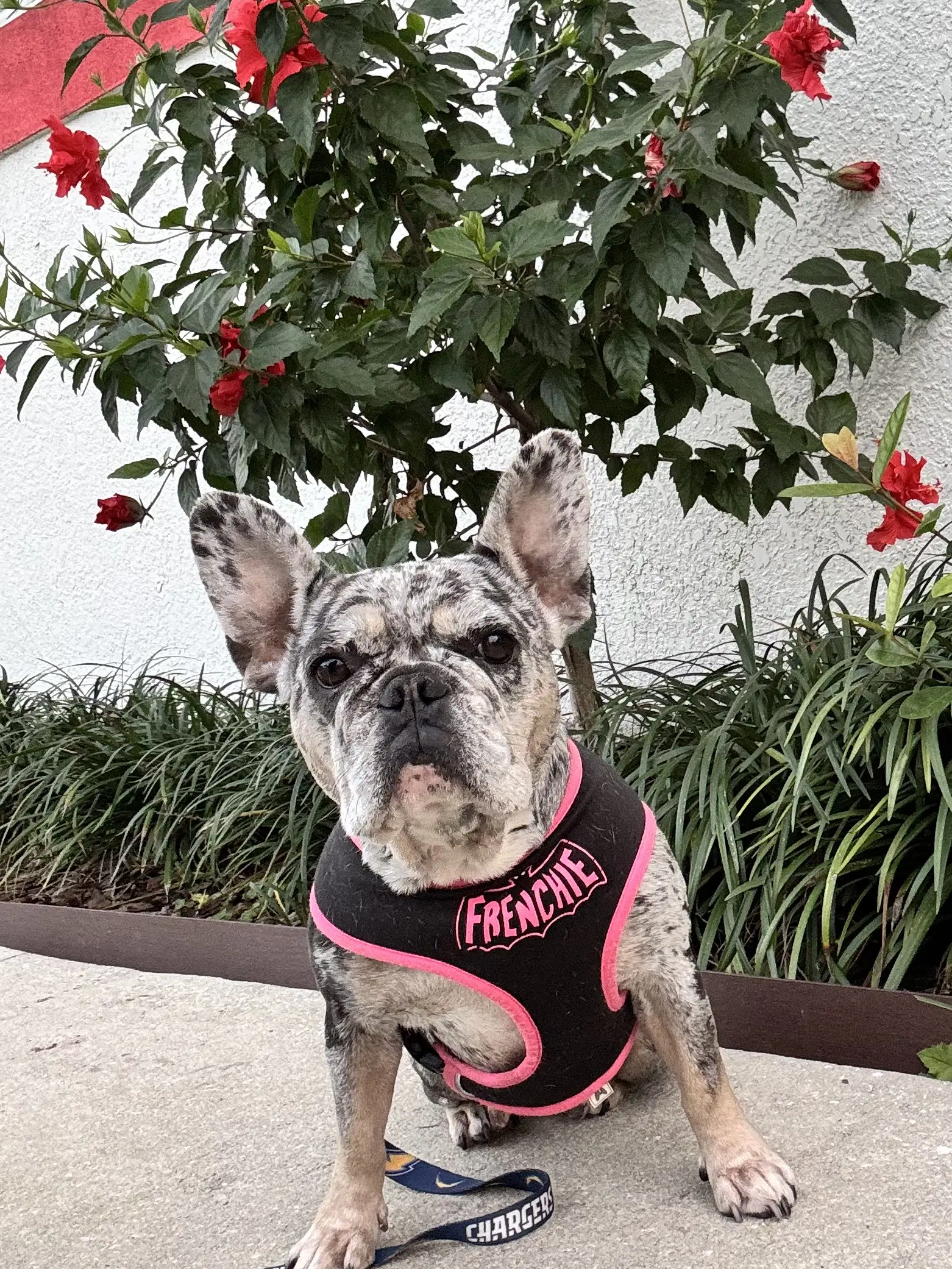 Pepper Fh - French Bulldog