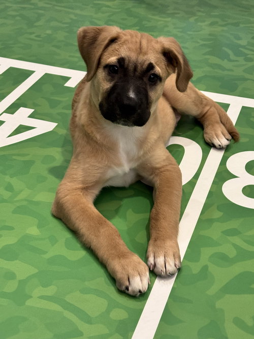 picture of the dog needing adoption