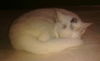 China the White Kitty