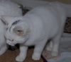 China the White Kitty