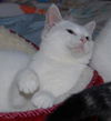 China the White Kitty