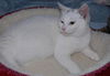 China the White Kitty