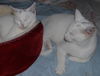 China the White Kitty
