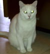 China the White Kitty