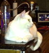 China the White Kitty