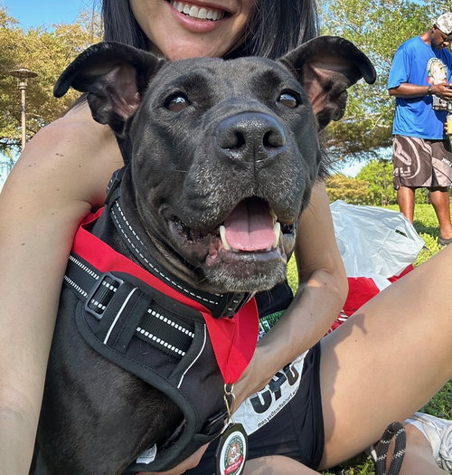 Velma FH, an adoptable Labrador Retriever in Sanford, FL