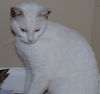 Lilly the Lovely