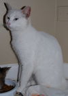 Lilly the Lovely