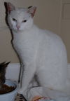 Lilly the Lovely