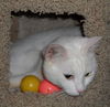 Lilly the Lovely