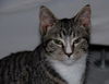Chicago the White Socked Kitten