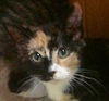Patches the Pretty Kitten
