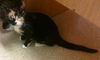 Patches the Pretty Kitten