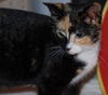 Patches the Pretty Kitten