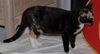 Patches the Pretty Kitten