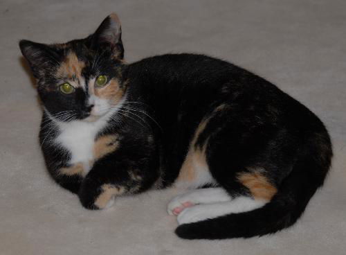 Patches the Pretty Kitten