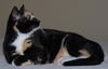 Patches the Pretty Kitten