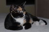 Patches the Pretty Kitten