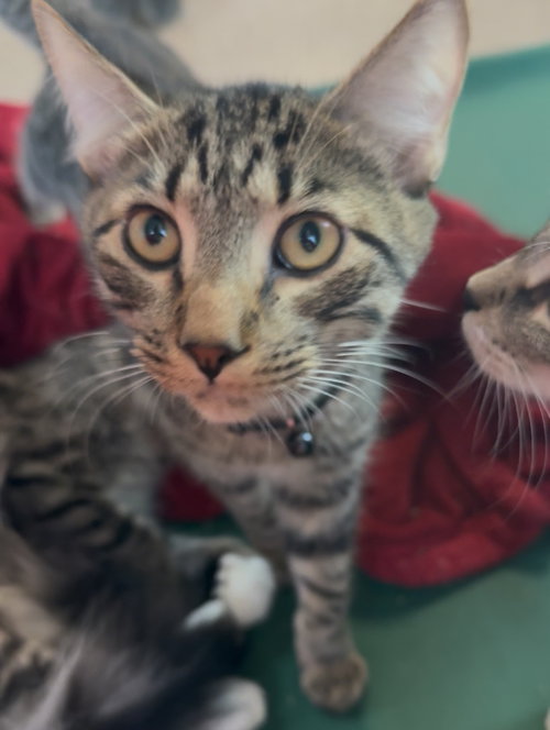 GNOCCHI - Domestic Short Hair available for adoption