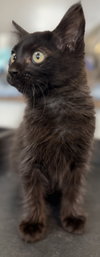 Smudge