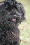 Acura the Black Cockapoo