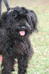 Acura the Black Cockapoo