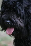 Acura the Black Cockapoo