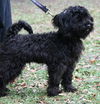 Acura the Black Cockapoo