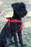 Acura the Black Cockapoo