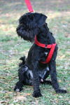 Acura the Black Cockapoo