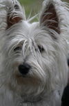 Mackenzie the Westie