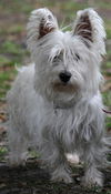 Mackenzie the Westie