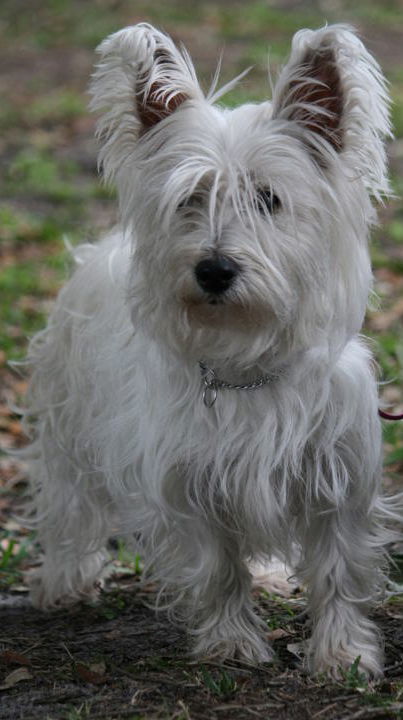 Mackenzie the Westie