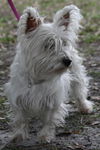 Mackenzie the Westie