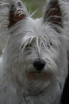 Mackenzie the Westie