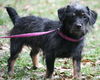 Toto the Wirehaired Terrier