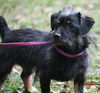 Toto the Wirehaired Terrier