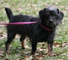 Toto the Wirehaired Terrier