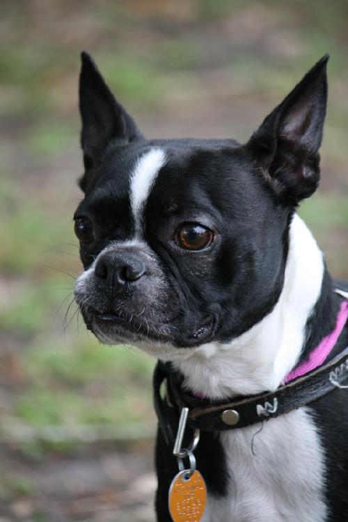 Kipper the Boston Terrier