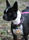 Kipper the Boston Terrier