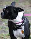 Kipper the Boston Terrier