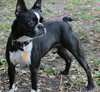 Kipper the Boston Terrier