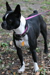 Kipper the Boston Terrier