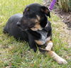 Valentine the Sweetheart