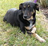 Valentine the Sweetheart