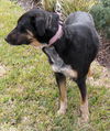 Valentine the Sweetheart